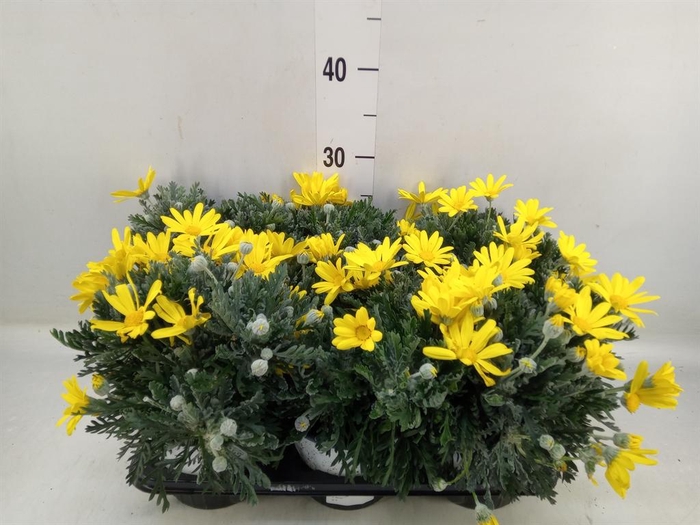 <h4>Euryops  'Silver Star'</h4>