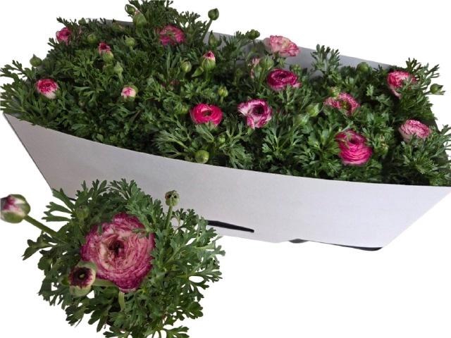 Ranun Sprink Vio Bic