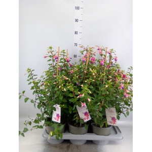 Fuchsia  'Bella Fuchsia Nora'