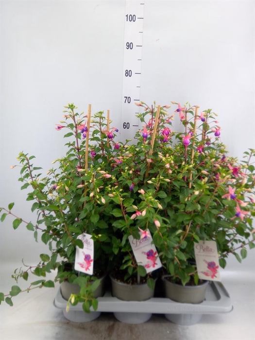 <h4>Fuchsia  'Bella Fuchsia Nora'</h4>