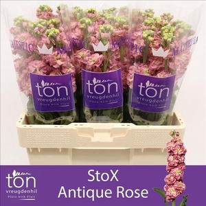 Matthiola Incana StoX Antique Rose