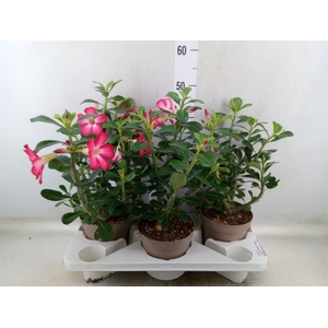 Adenium obesum 'Anouk'