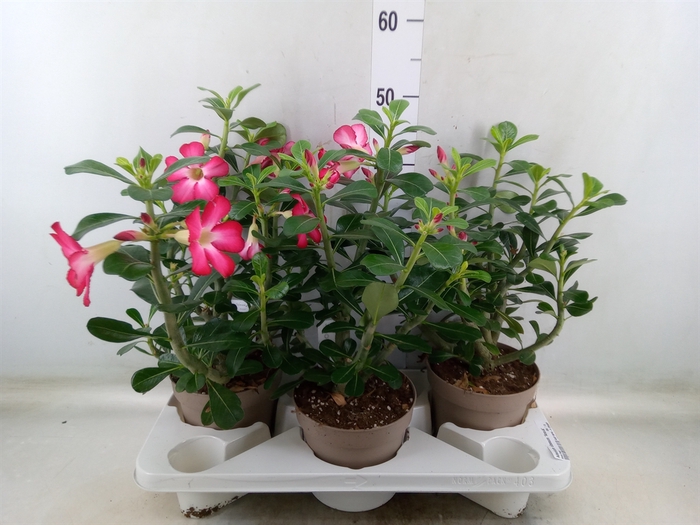 <h4>Adenium obesum 'Anouk'</h4>