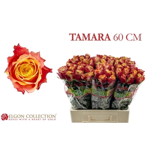 R Gr Tamara Elgon