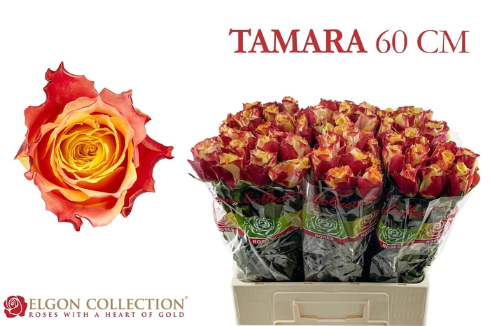<h4>R Gr Tamara Elgon</h4>