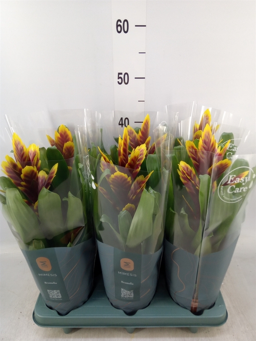 <h4>Vriesea  'Intenso Purple Flame'</h4>