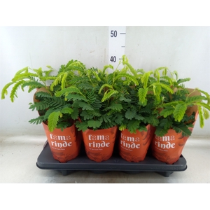 Tamarindus indica