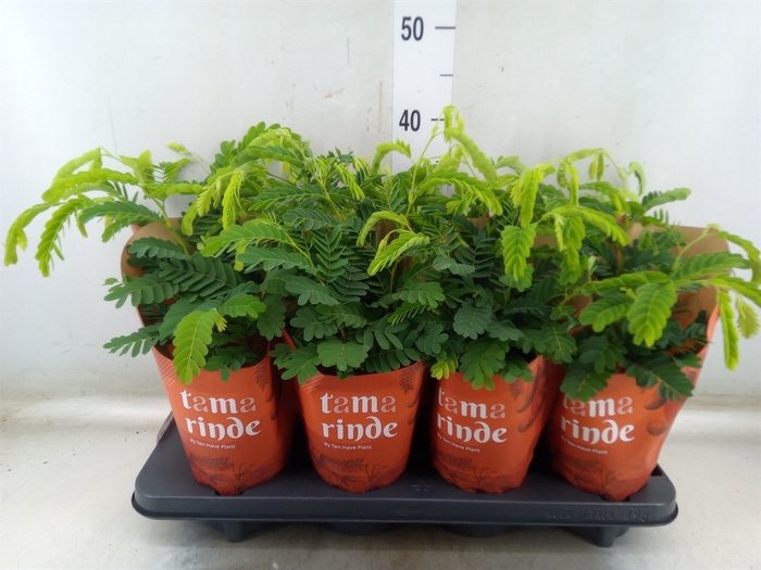 <h4>Tamarindus indica</h4>