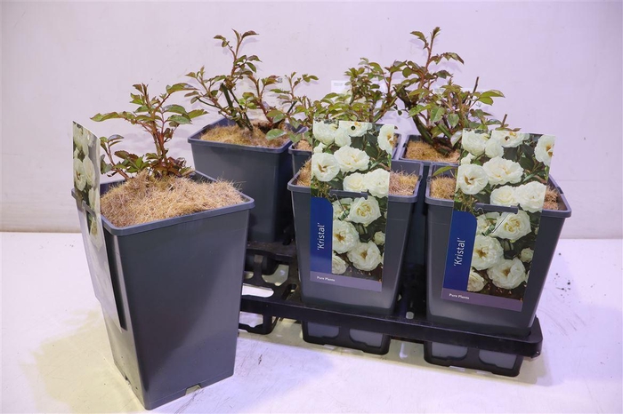 <h4>Rosa Kristal White</h4>