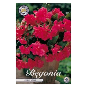 Begonia Pendula Pink x3 5/6