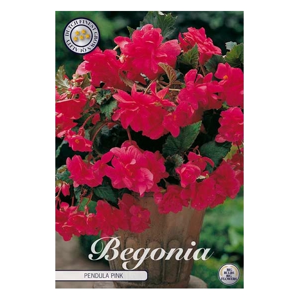 <h4>Begonia Pendula Pink x3 5/6</h4>