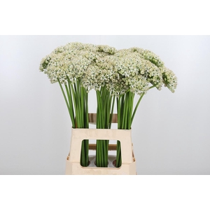 Allium Nigrum