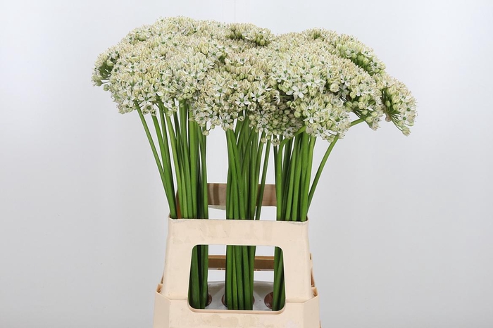 <h4>Allium Nigrum</h4>