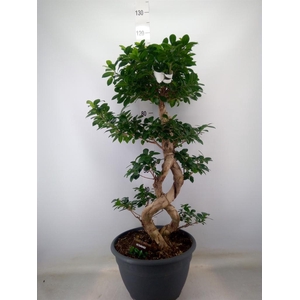 Ficus microcarpa 'Ginseng'