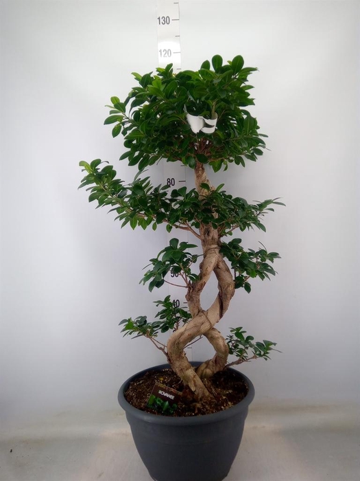 <h4>Ficus microcarpa 'Ginseng'</h4>