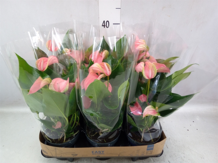 Anthurium andr. 'Joli'