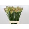 Nerine Vesta K