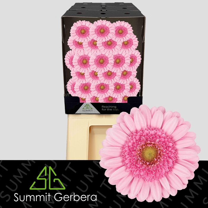 <h4>Germini Andrina Diamond</h4>