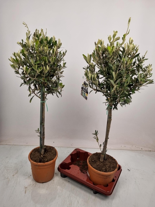 <h4>OLEA EUROPAEA</h4>