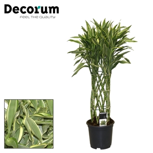 Dracaena Sanderiana white 19 cm (Decorum)