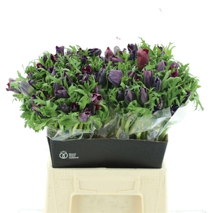 Anem Co Mar Bordeaux