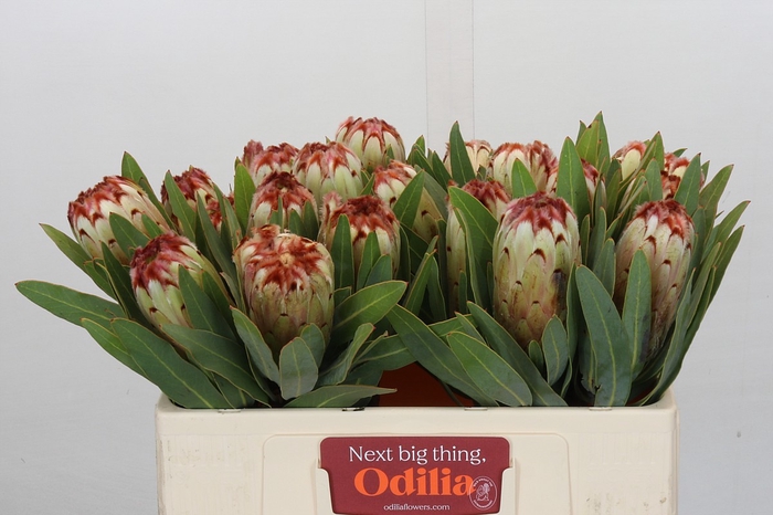 Protea Aurumn