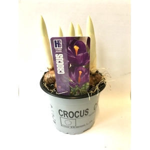 Crocus Flower Record