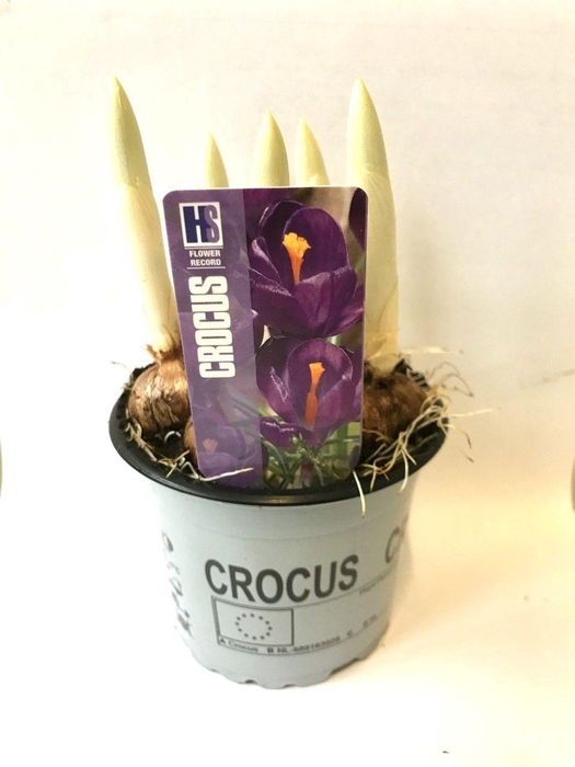 <h4>Crocus Flower Record</h4>
