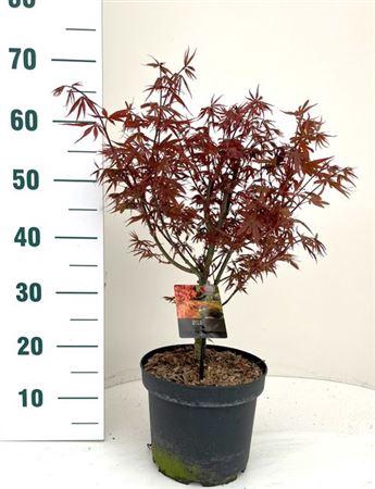 <h4>Acer Pa Skeet Broom</h4>