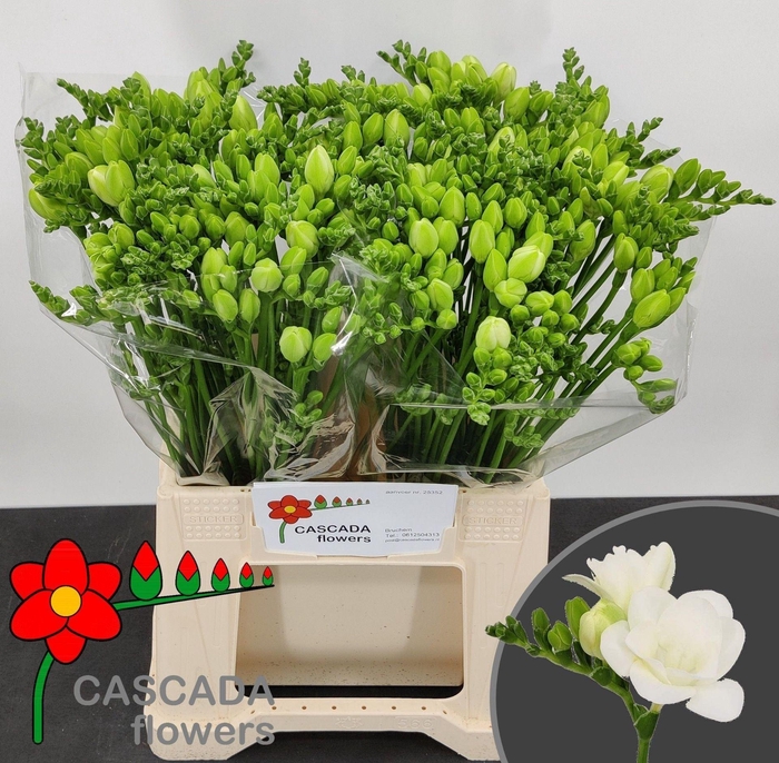 <h4>Freesia du Essence</h4>