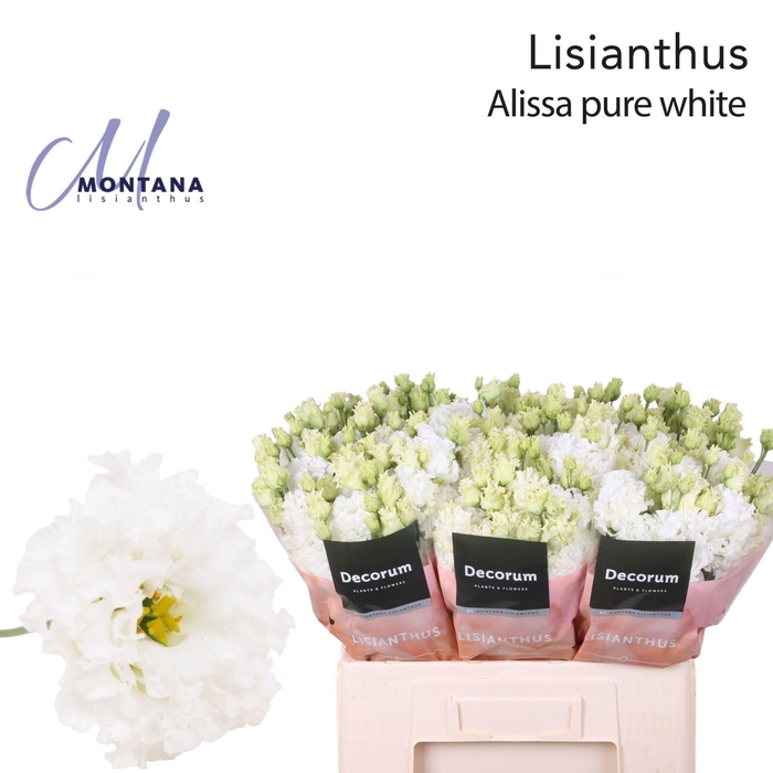 <h4>LIS G ALISSA PURE WHITE MONTANA</h4>