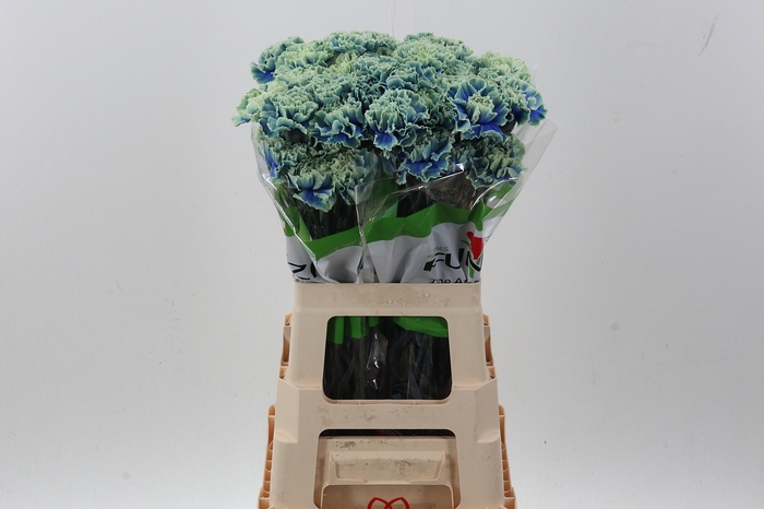 <h4>Di St Tinted Purple Fresh</h4>