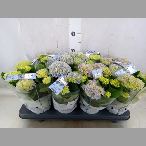 Hydrangea mac. 'Magical Revolution'