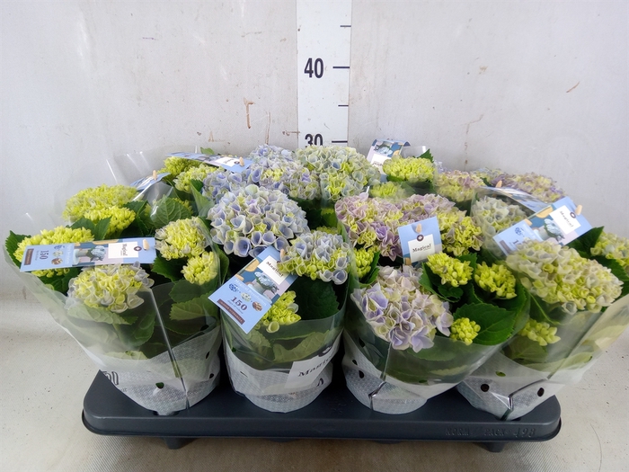 <h4>Hydrangea mac. 'Magical Revolution'</h4>
