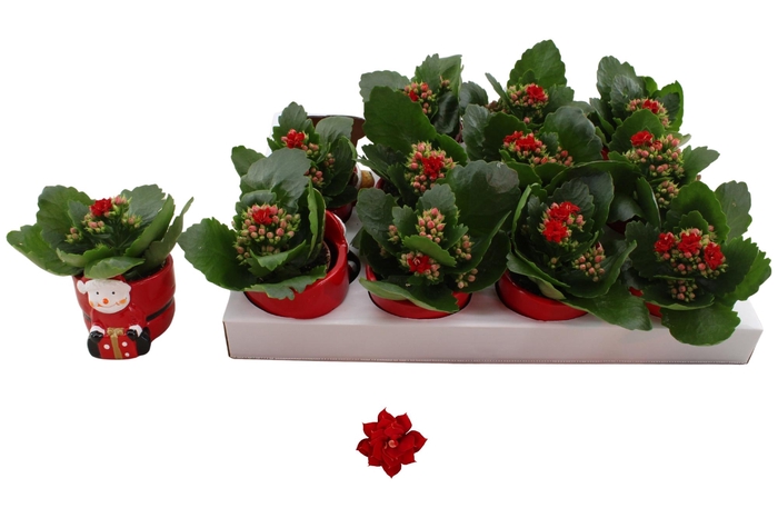 <h4>KAL GE DON JUSTINO</h4>