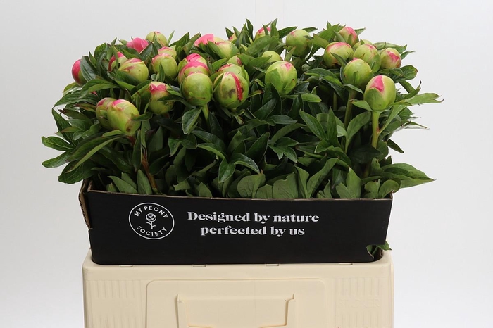 <h4>Paenia Pink Hawaiian Coral</h4>