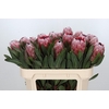 Protea Pink Ice