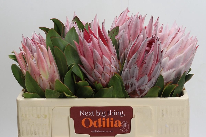 <h4>Protea Cynaroides</h4>