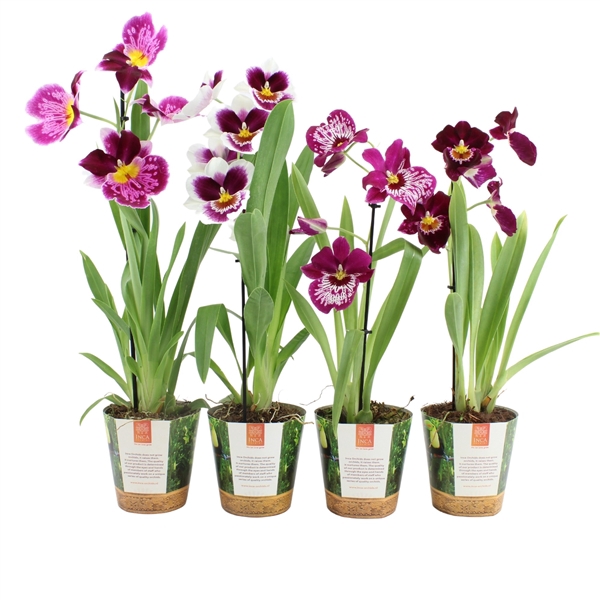 <h4>Inca Miltoniopsis Magenta 1 spike in Jungle cover</h4>