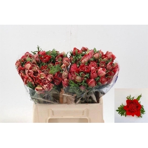 Anemone Fullstar Glory Red