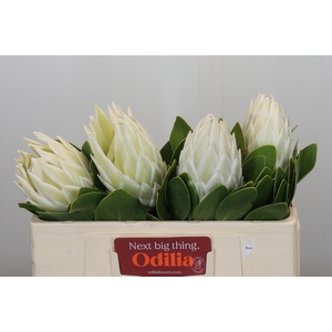 Protea Cyn. Ayoba Arctic Ice