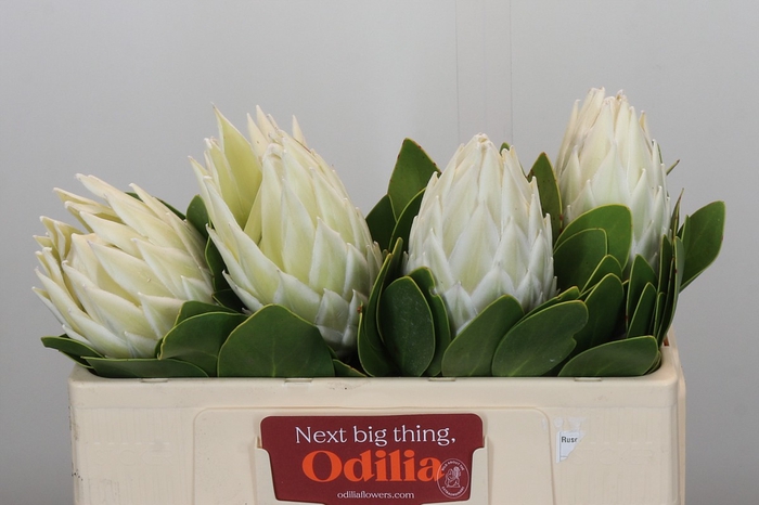 Protea Cyn. Ayoba Arctic Ice