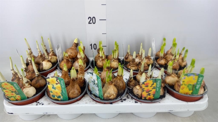 <h4>Narcissus   ...mix 3</h4>