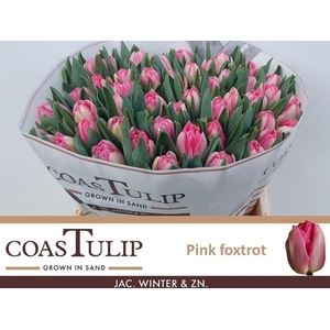 Tulipa do pink foxtrot