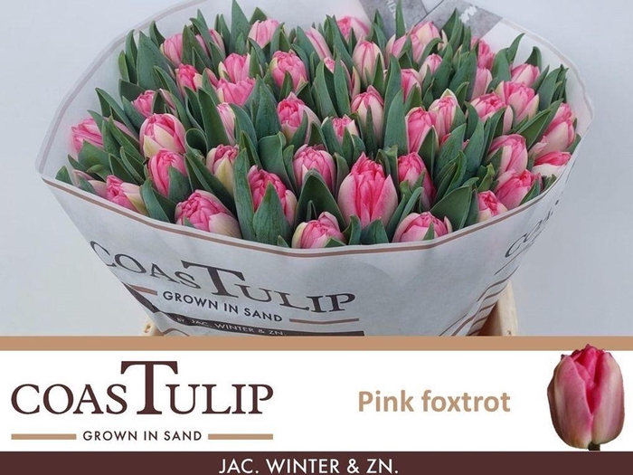 <h4>Tulipa do pink foxtrot</h4>