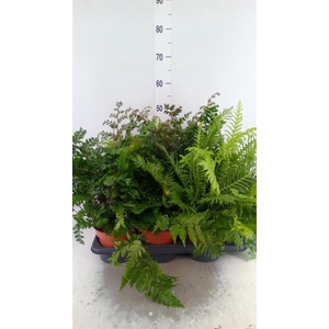Ferns   ...mix