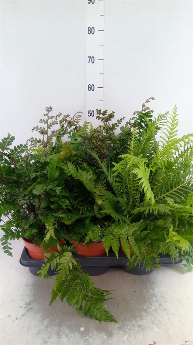 <h4>Ferns   ...mix</h4>
