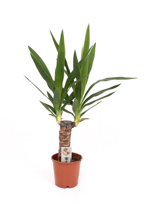 <h4>Yucca P12 20 solo</h4>