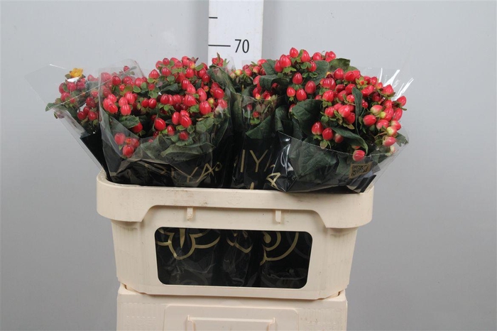 <h4>Hyp Mag Triumph</h4>