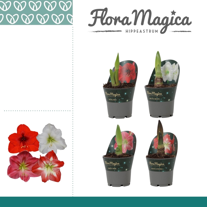 <h4>Amaryllis Mix 2 knop in Potkraag</h4>